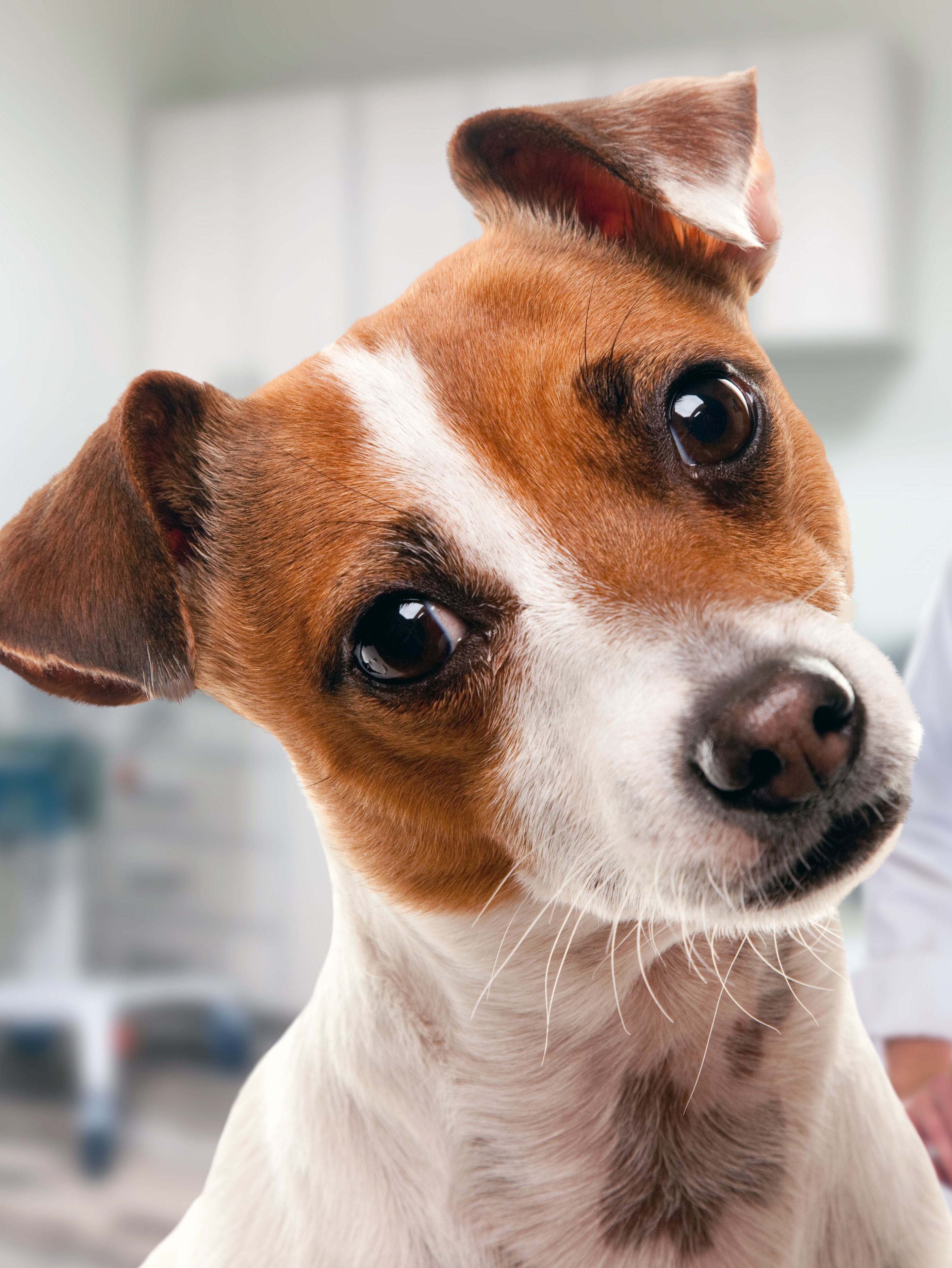 Dog at vet