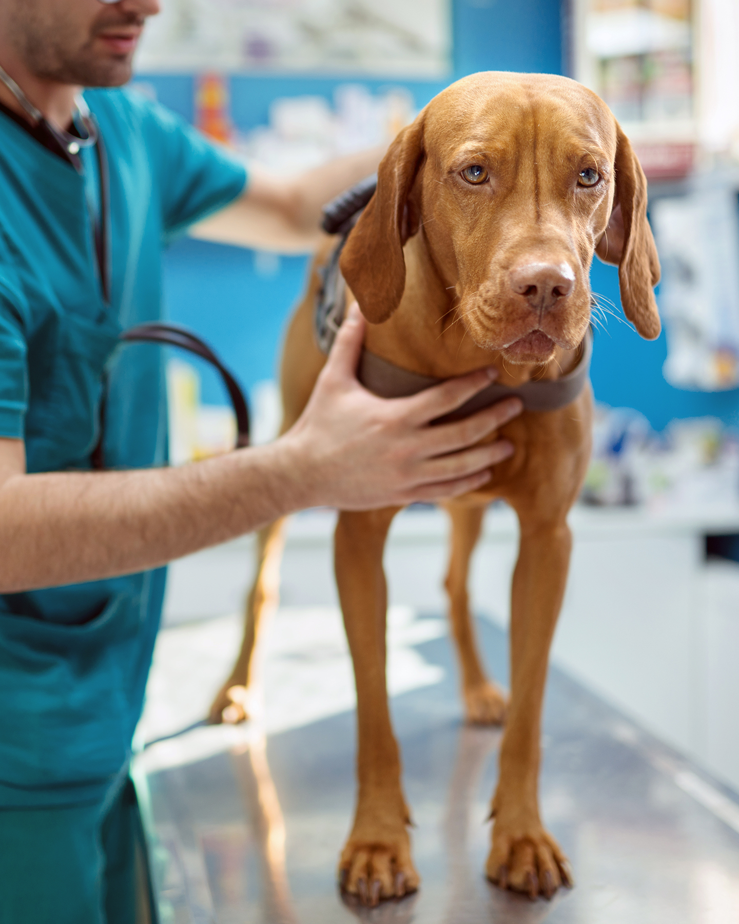 Vizsla dog at veterinary clinic