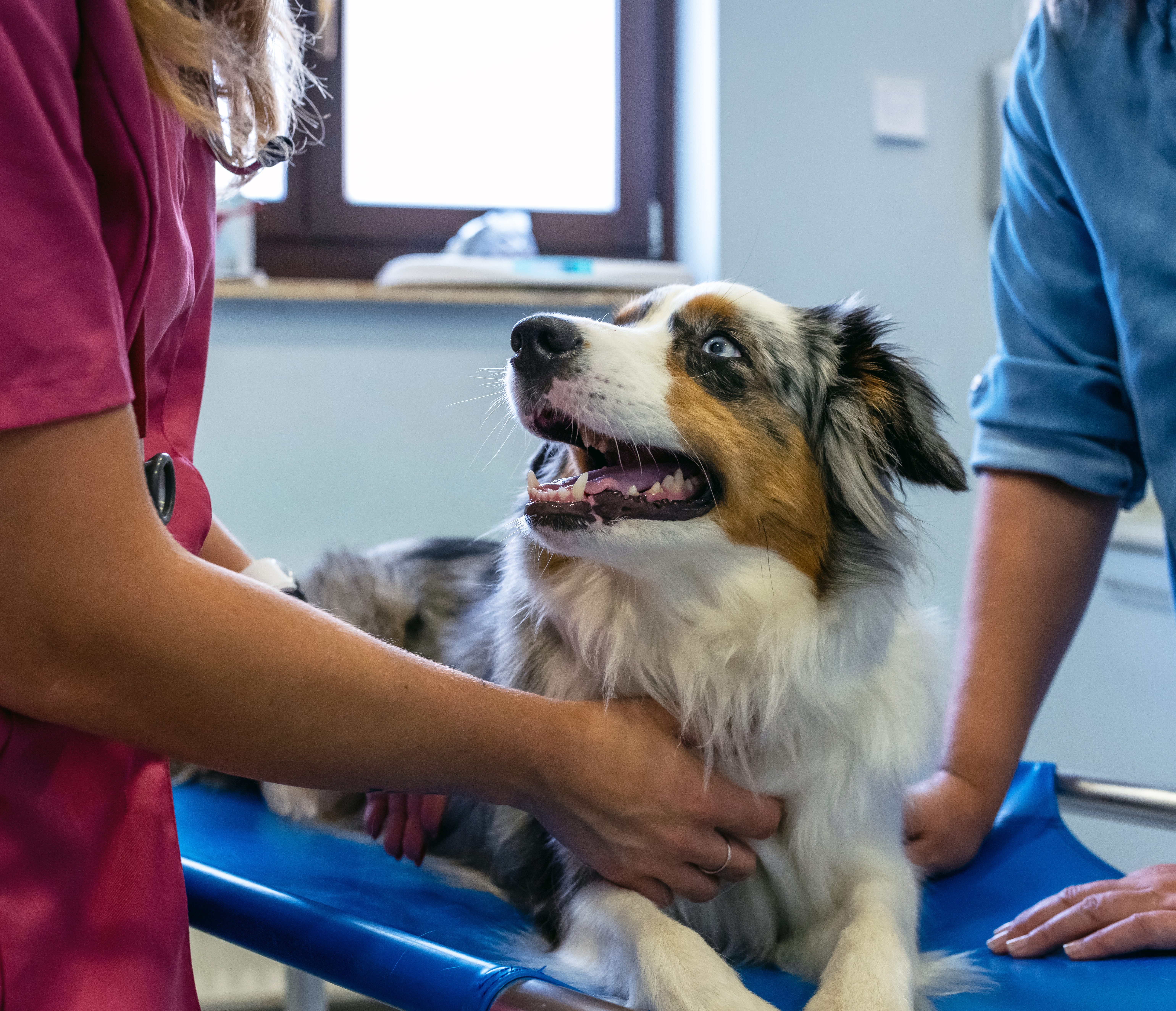Dog at veterinary clinic
